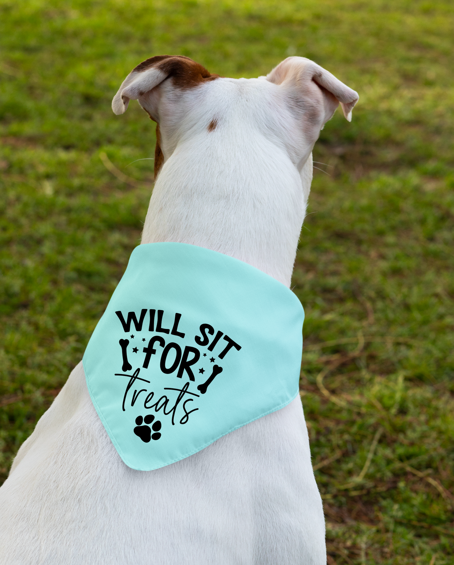 Playful Dog Bandana with Detachable Collar - Will Sit for Treats