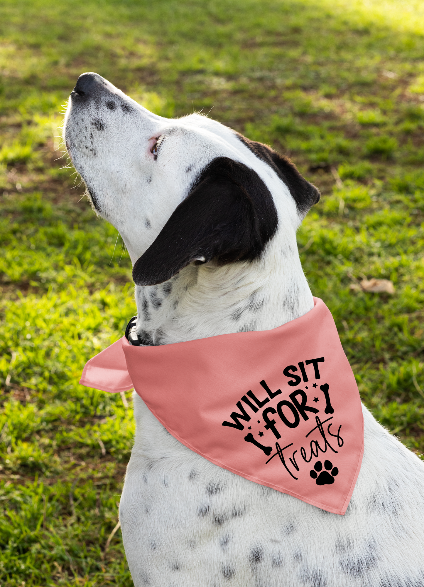 Playful Dog Bandana with Detachable Collar - Will Sit for Treats