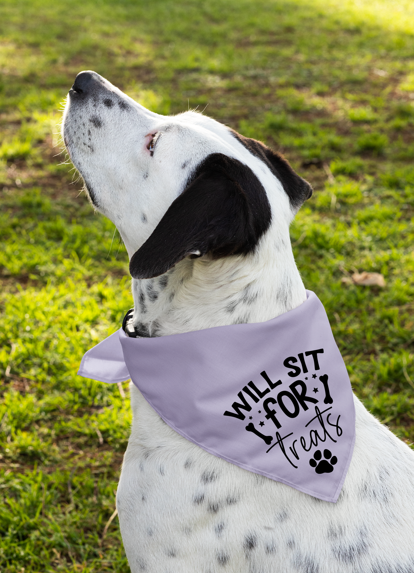 Playful Dog Bandana with Detachable Collar - Will Sit for Treats