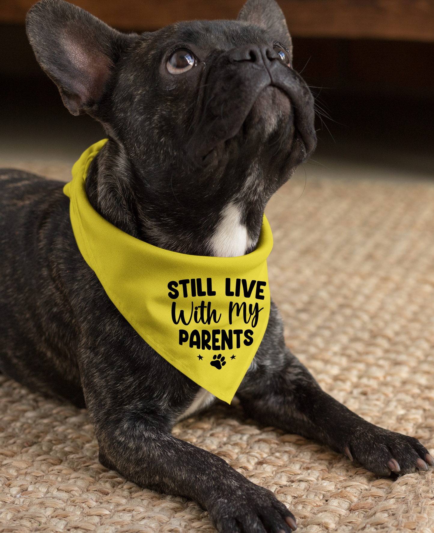 Still Live with My Parents: Detachable Collar Dog Bandana