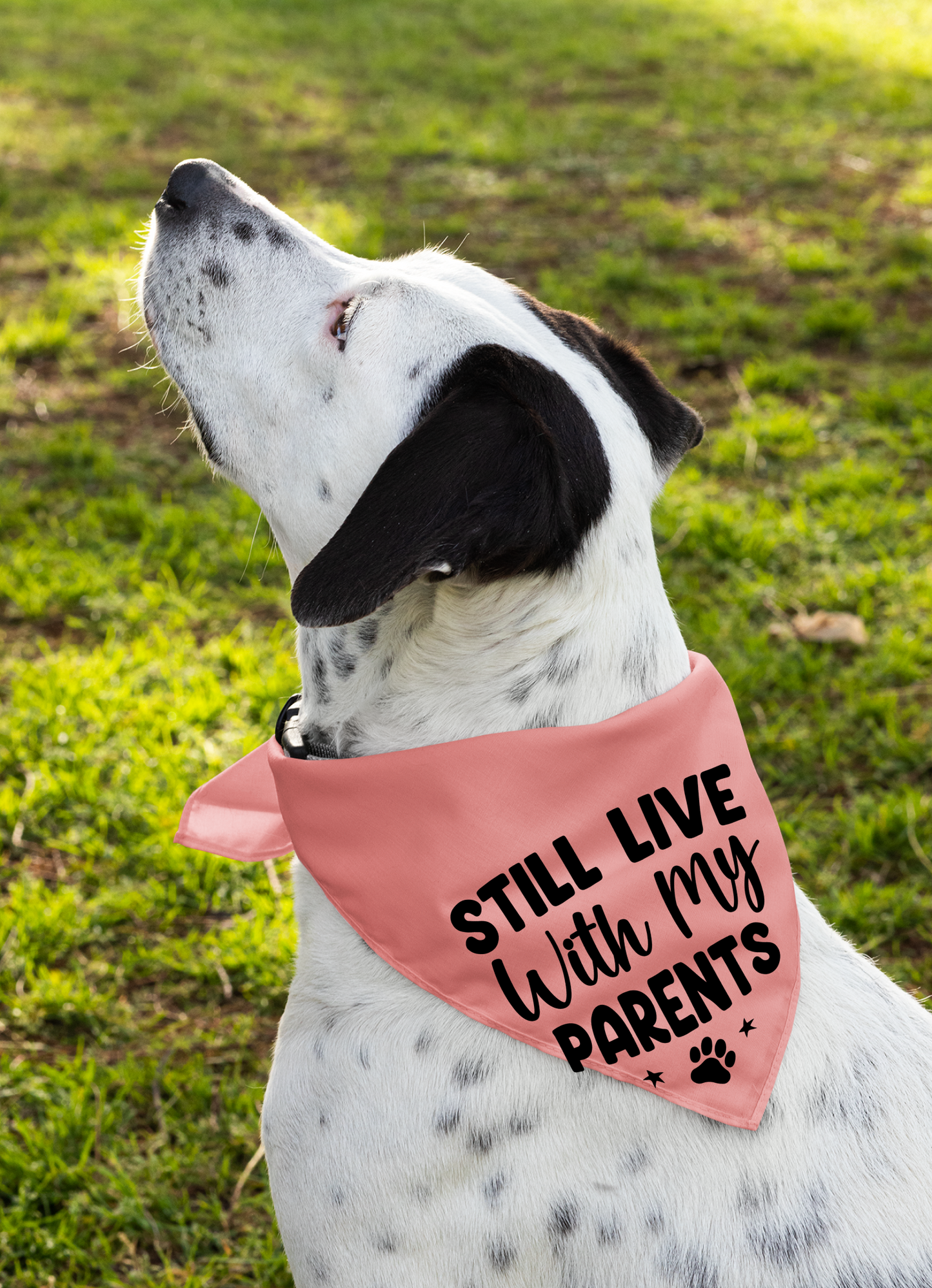 Still Live with My Parents: Detachable Collar Dog Bandana