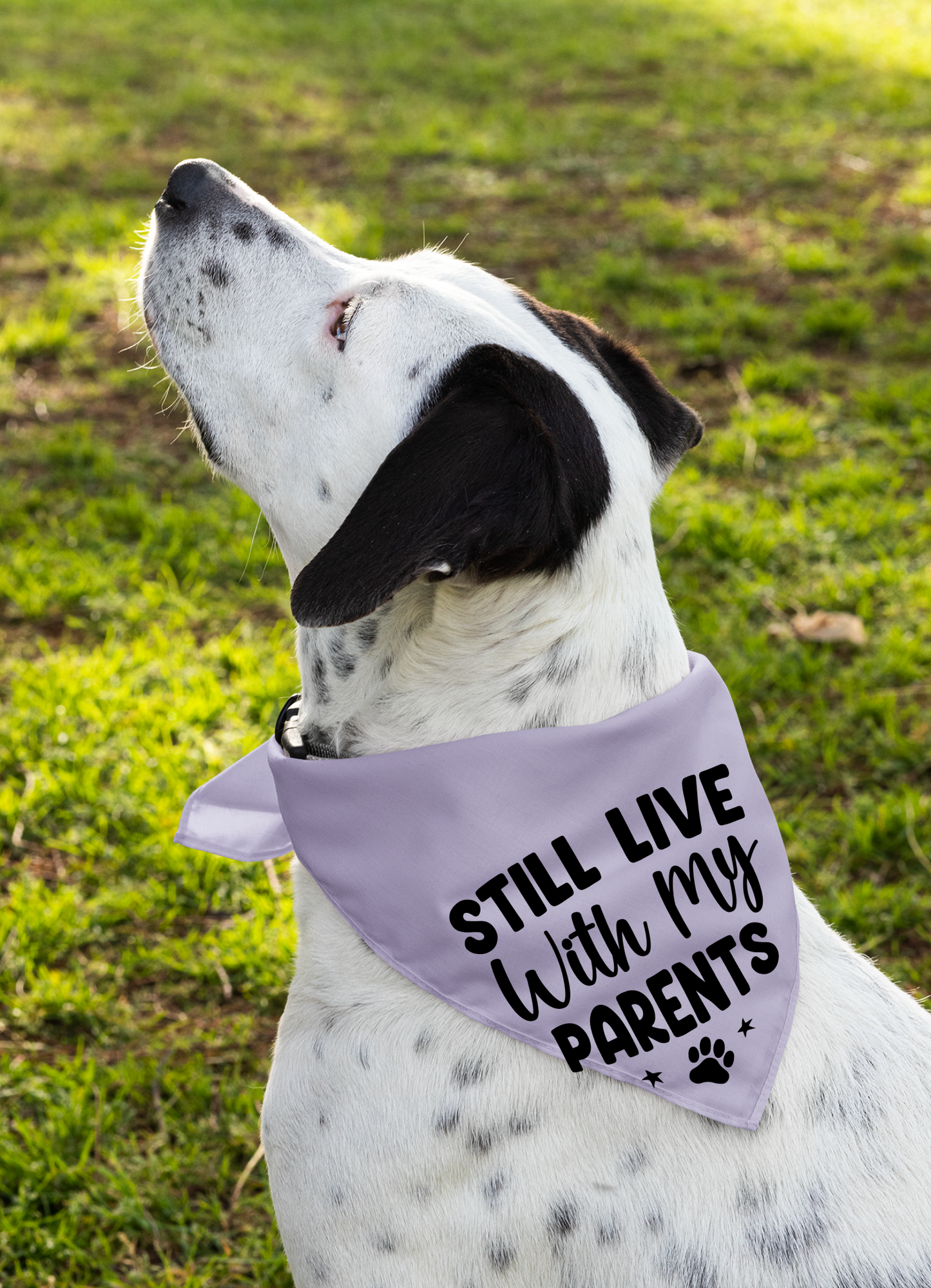Still Live with My Parents: Detachable Collar Dog Bandana