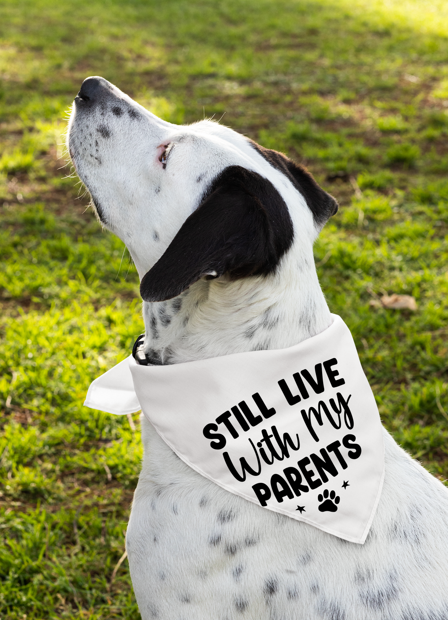 Still Live with My Parents: Detachable Collar Dog Bandana