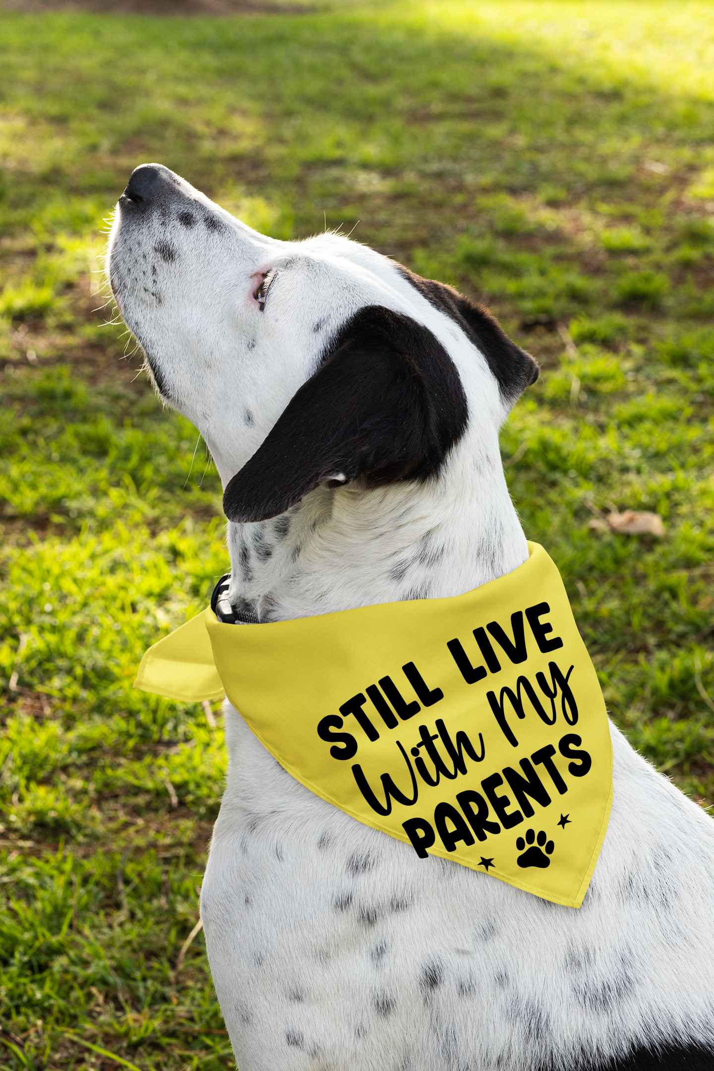 Still Live with My Parents: Detachable Collar Dog Bandana