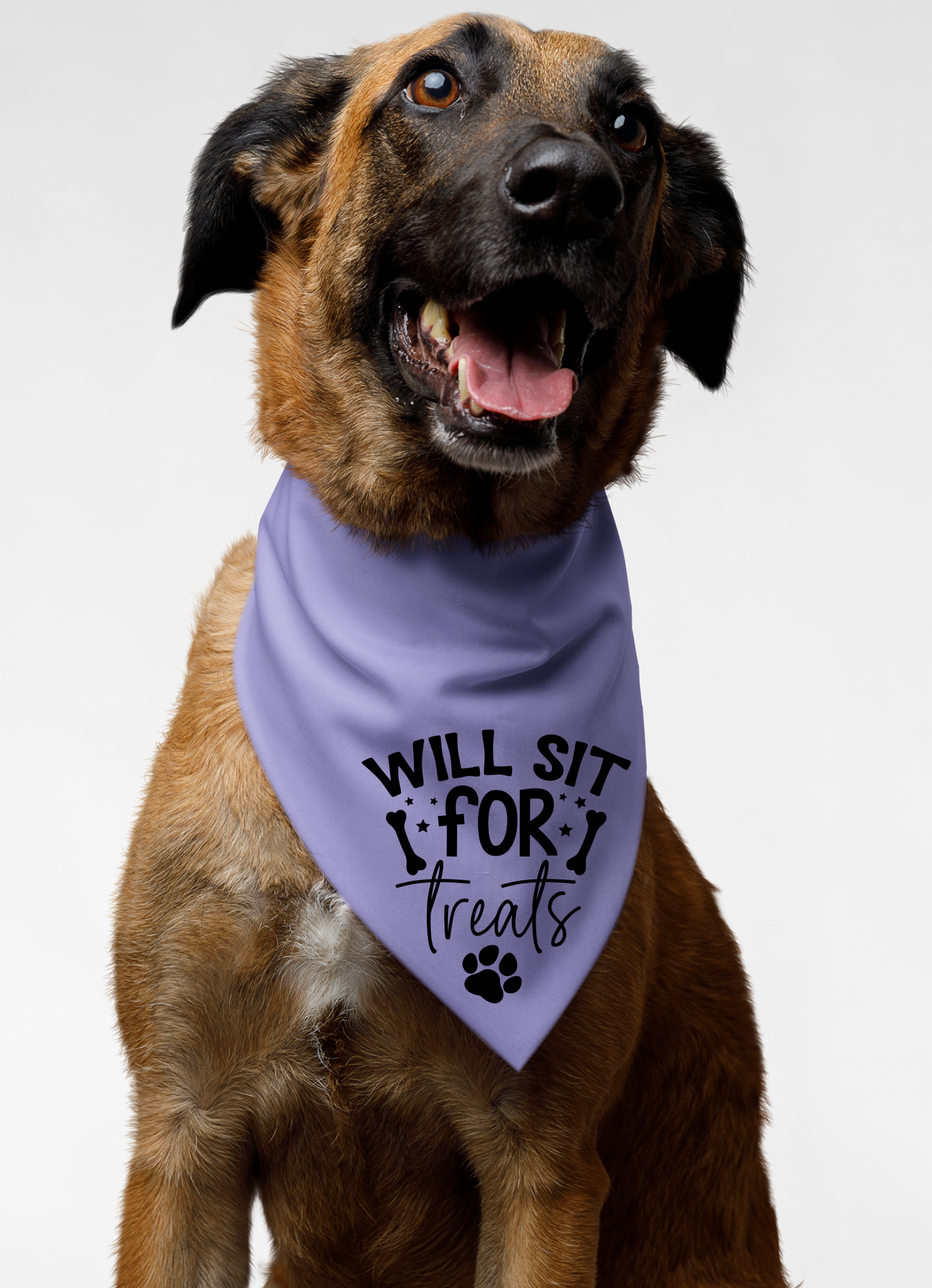 Playful Dog Bandana with Detachable Collar - Will Sit for Treats