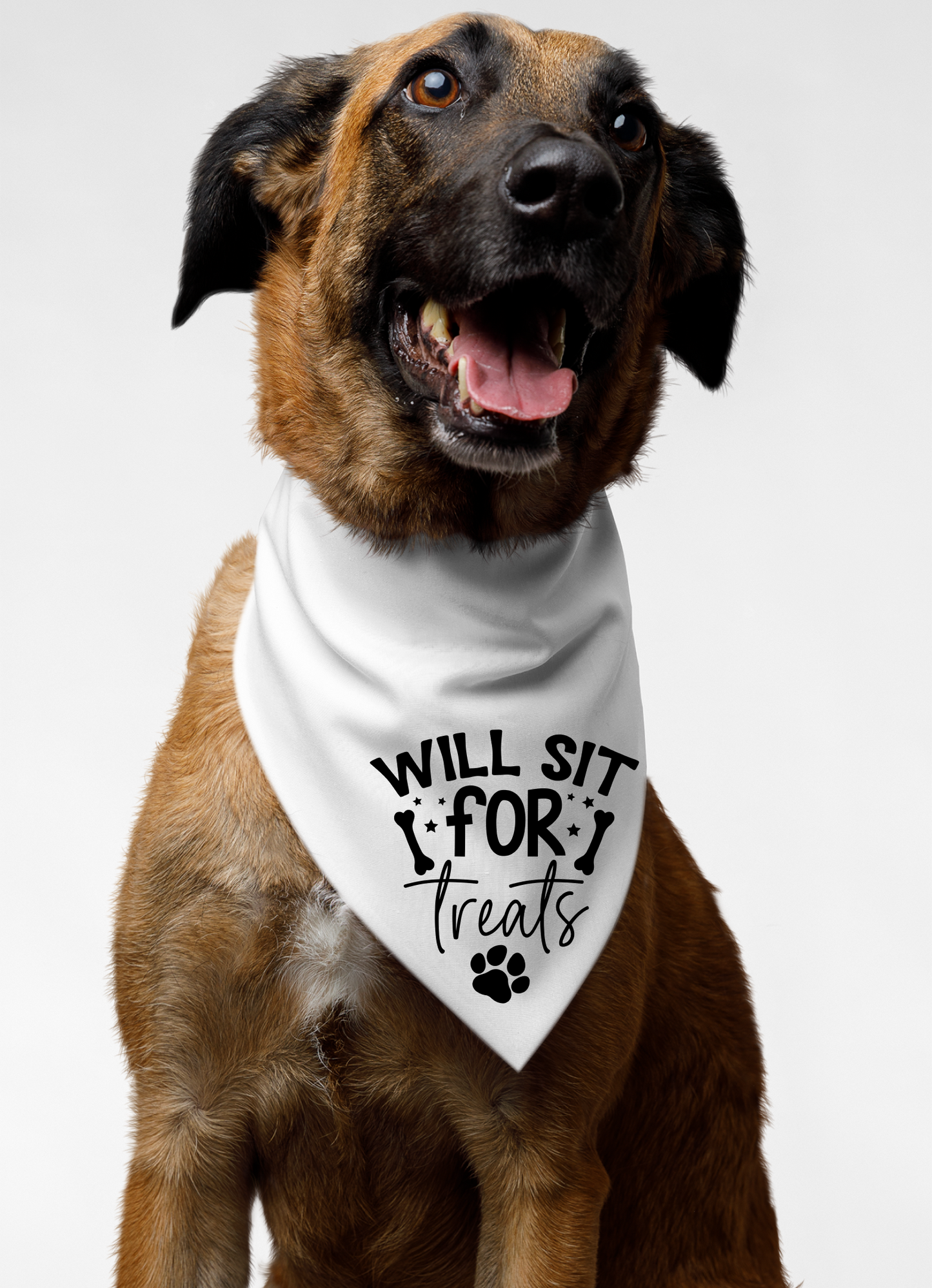 Playful Dog Bandana with Detachable Collar - Will Sit for Treats