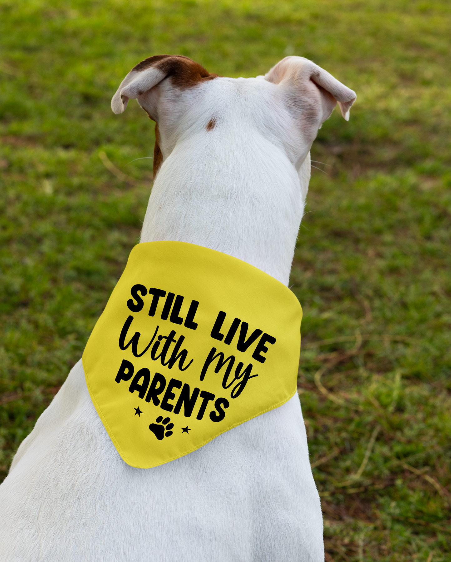 Still Live with My Parents: Detachable Collar Dog Bandana