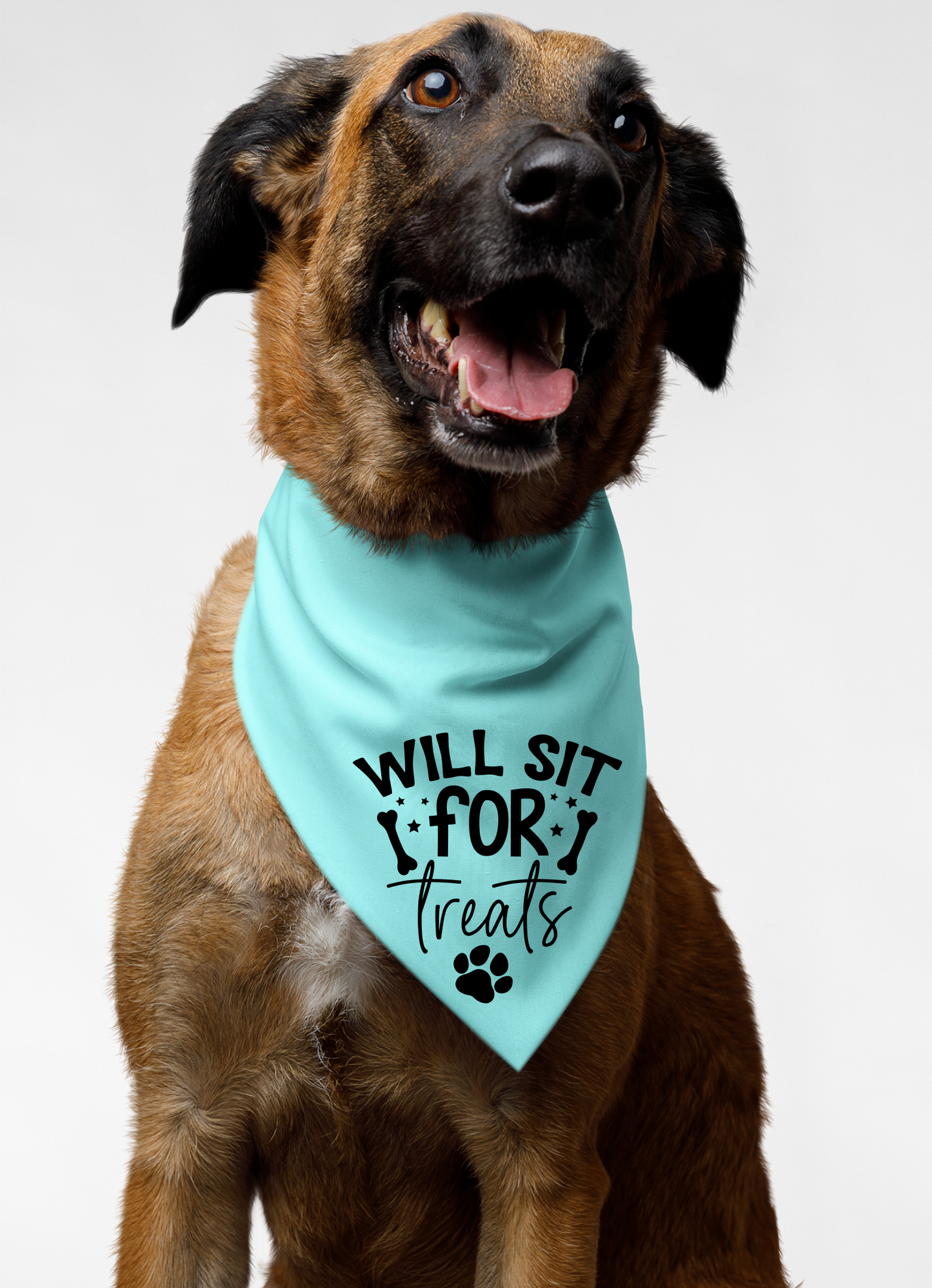 Playful Dog Bandana with Detachable Collar - Will Sit for Treats
