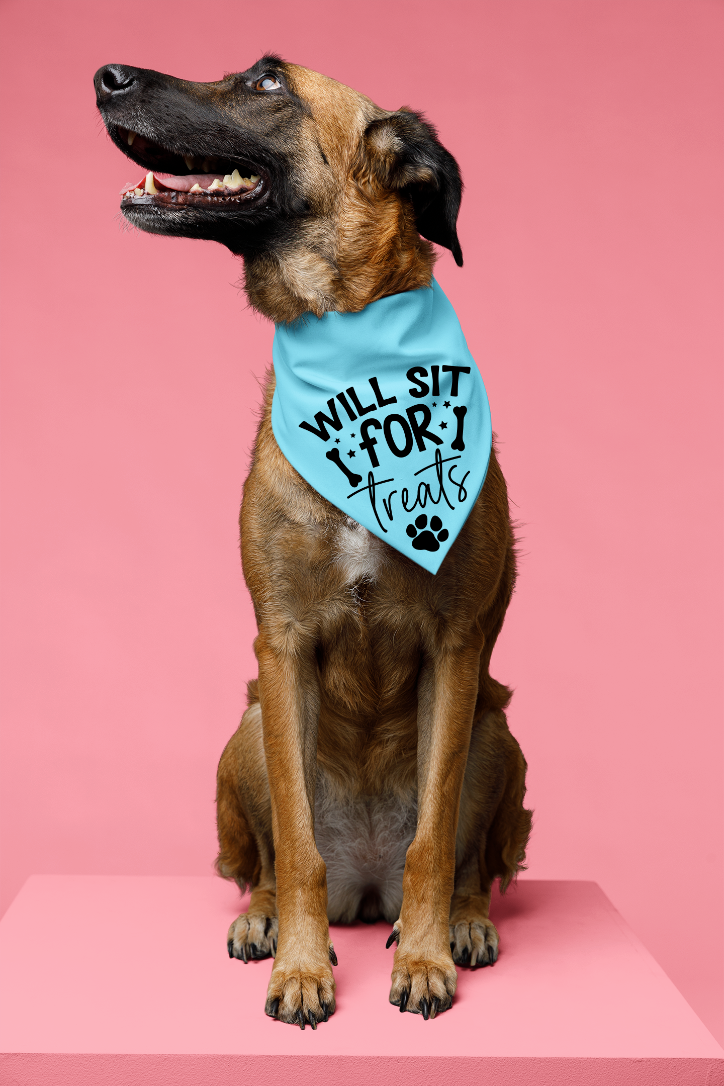 Playful Dog Bandana with Detachable Collar - Will Sit for Treats