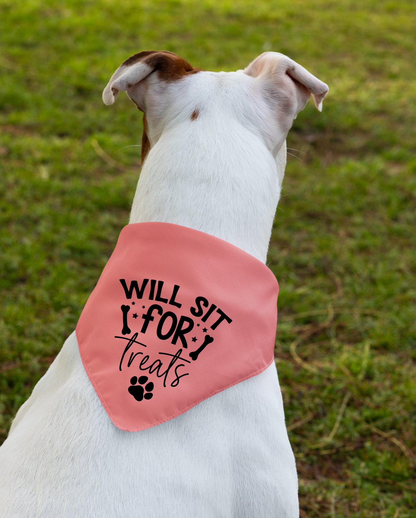 Playful Dog Bandana with Detachable Collar - Will Sit for Treats