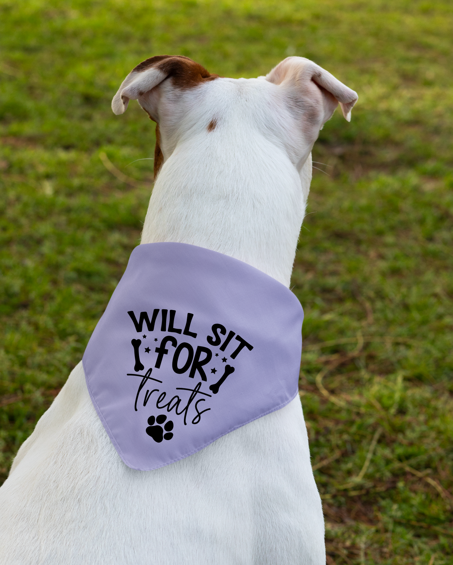 Playful Dog Bandana with Detachable Collar - Will Sit for Treats