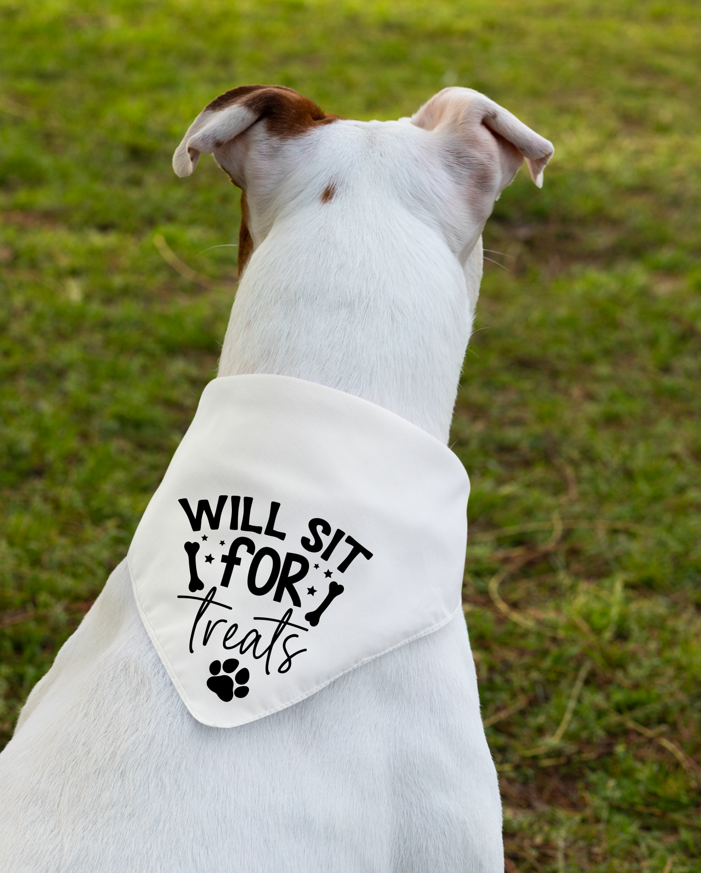 Playful Dog Bandana with Detachable Collar - Will Sit for Treats