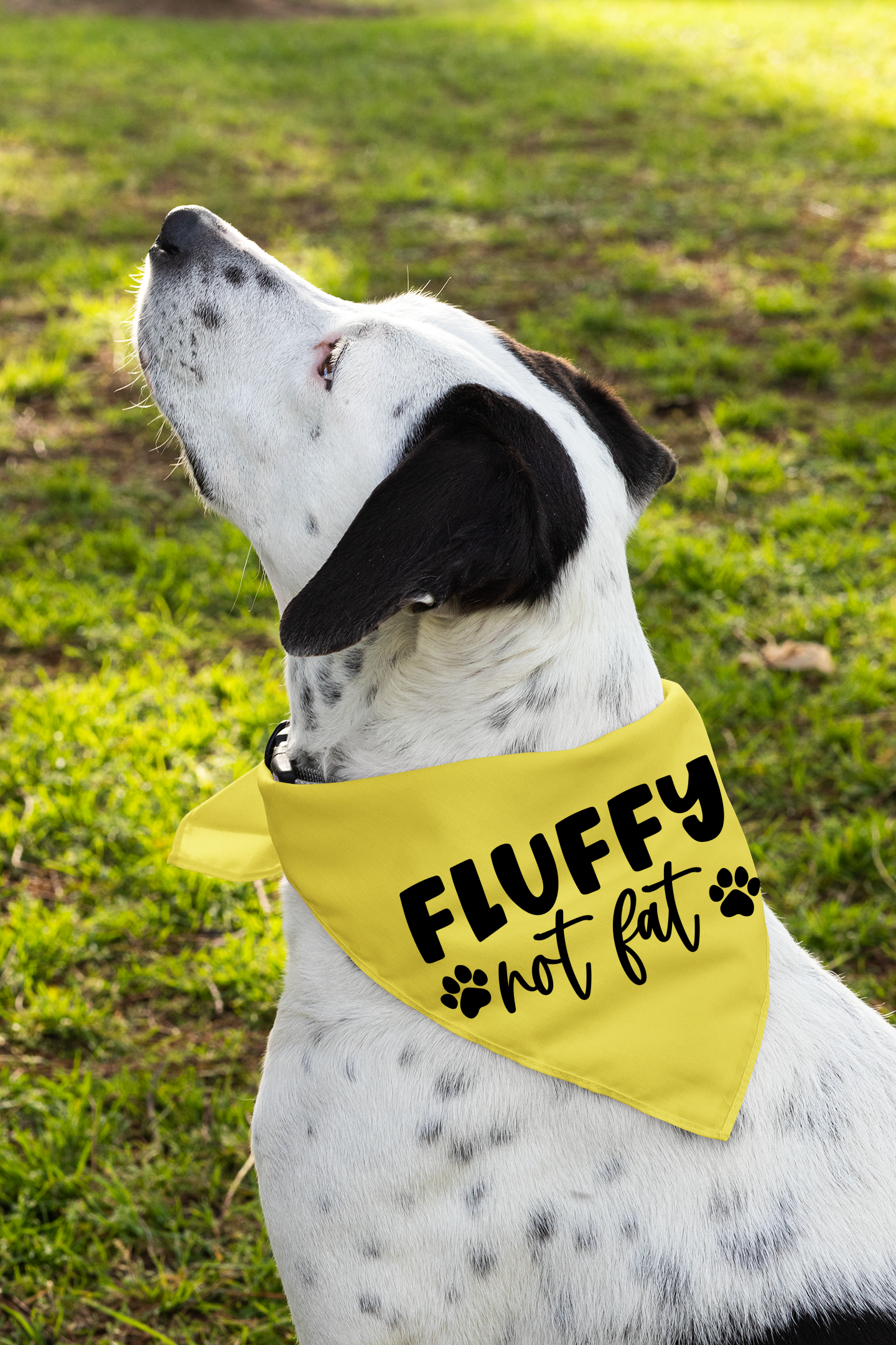 Fluffy Not Fat: Detachable Collar Dog Bandana
