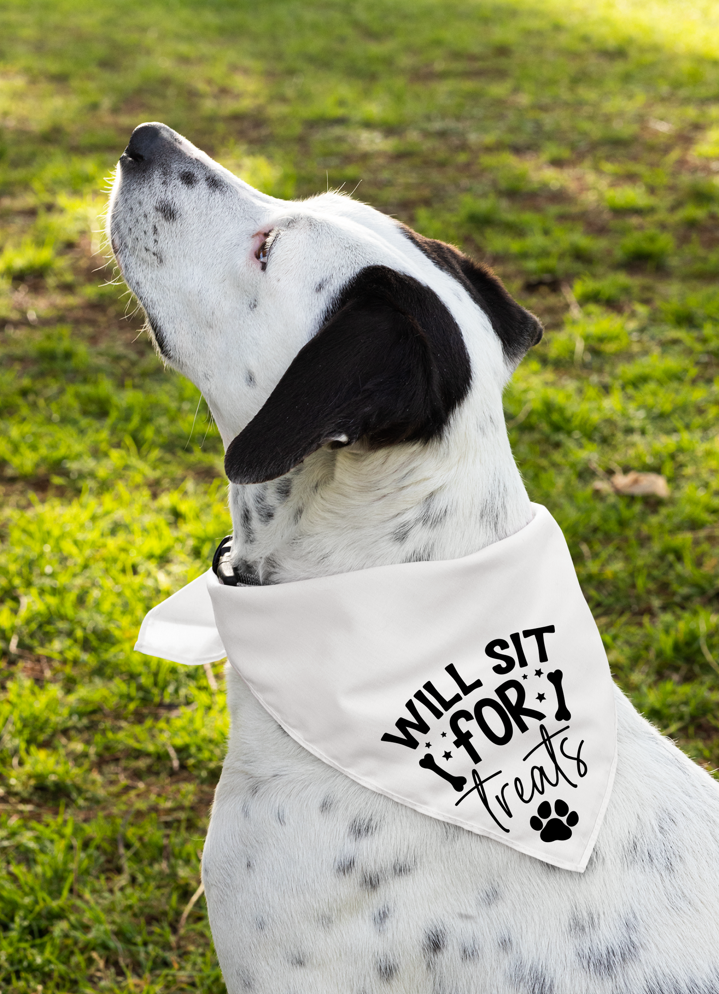 Playful Dog Bandana with Detachable Collar - Will Sit for Treats