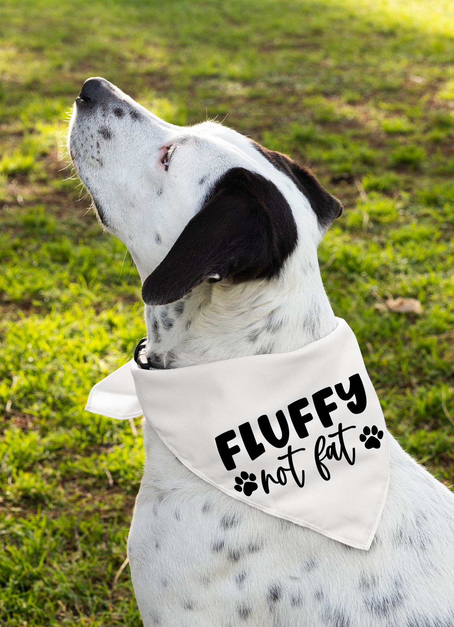 Fluffy Not Fat: Detachable Collar Dog Bandana