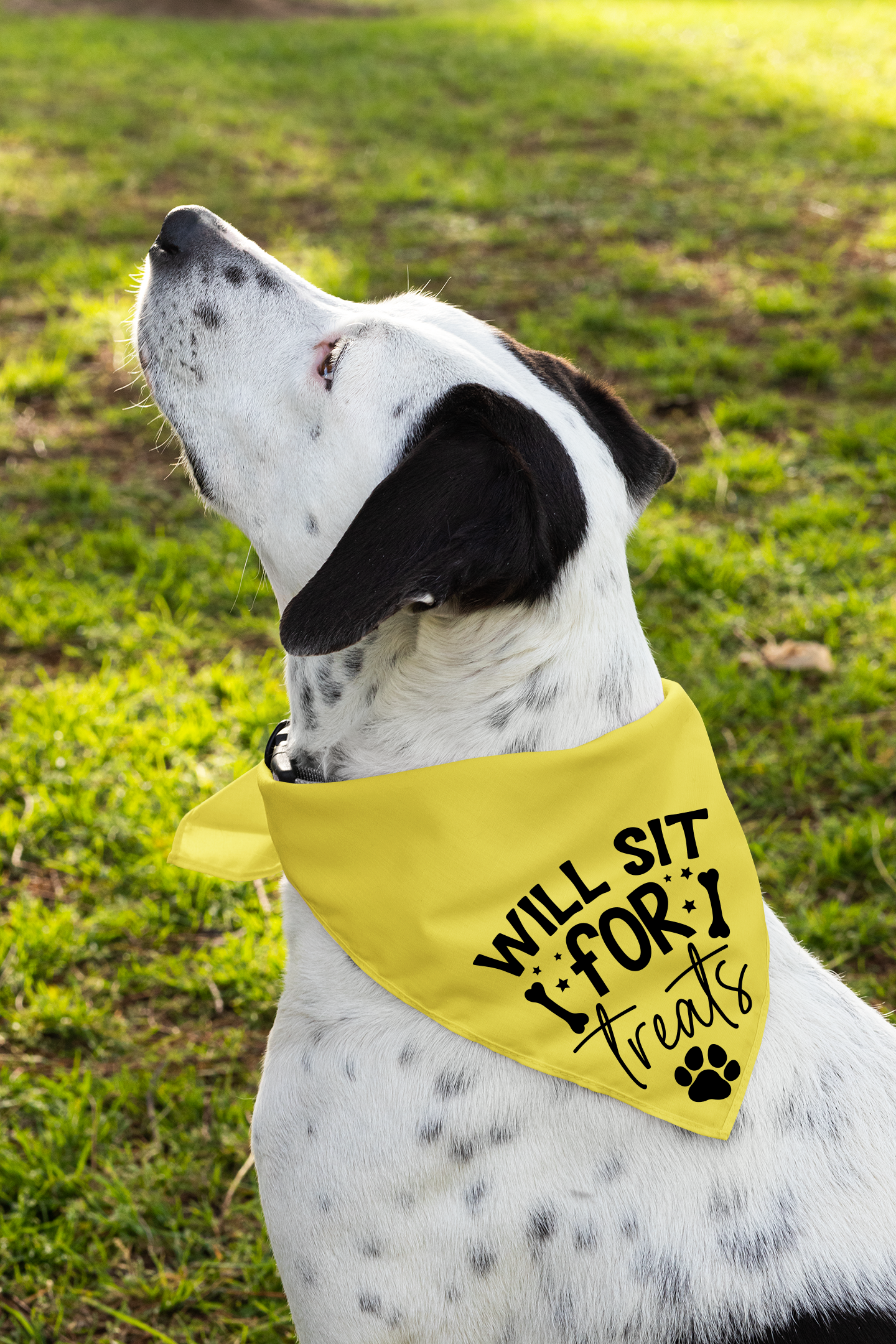 Playful Dog Bandana with Detachable Collar - Will Sit for Treats