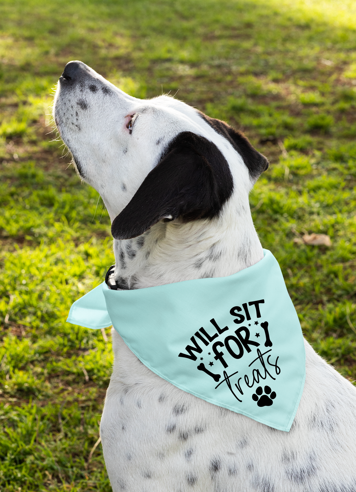 Playful Dog Bandana with Detachable Collar - Will Sit for Treats