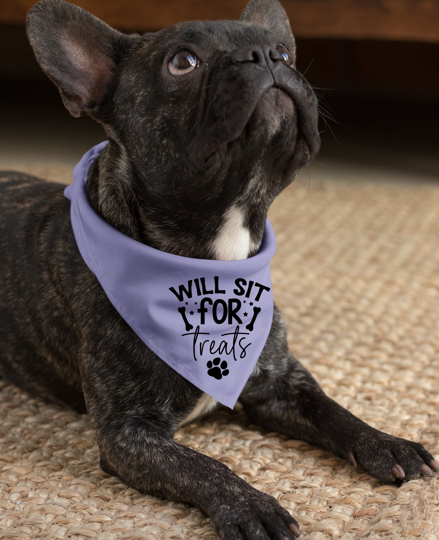 Playful Dog Bandana with Detachable Collar - Will Sit for Treats