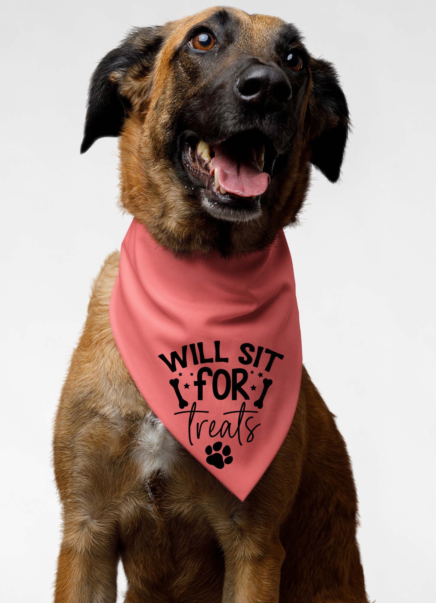 Playful Dog Bandana with Detachable Collar - Will Sit for Treats
