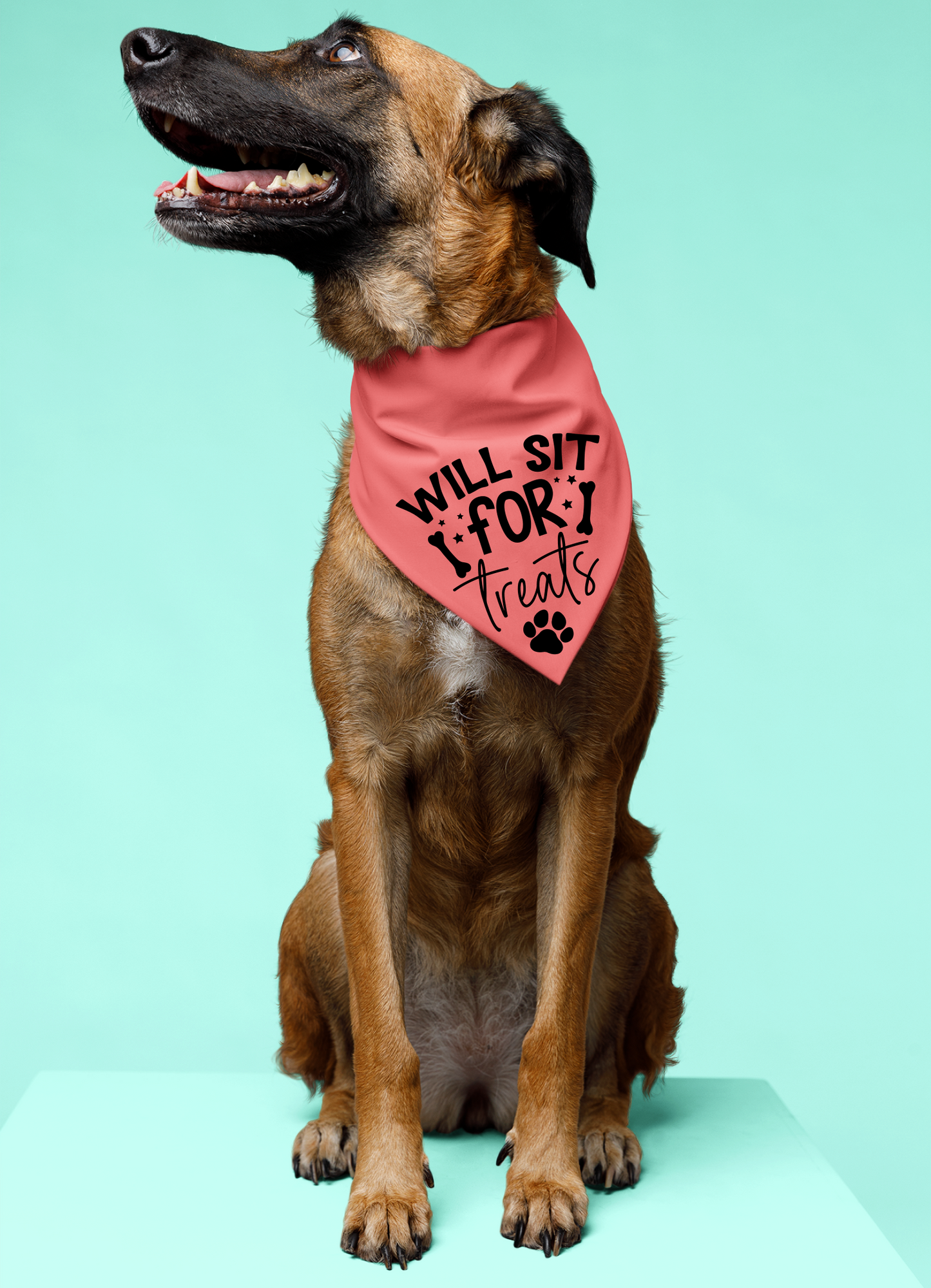 Playful Dog Bandana with Detachable Collar - Will Sit for Treats