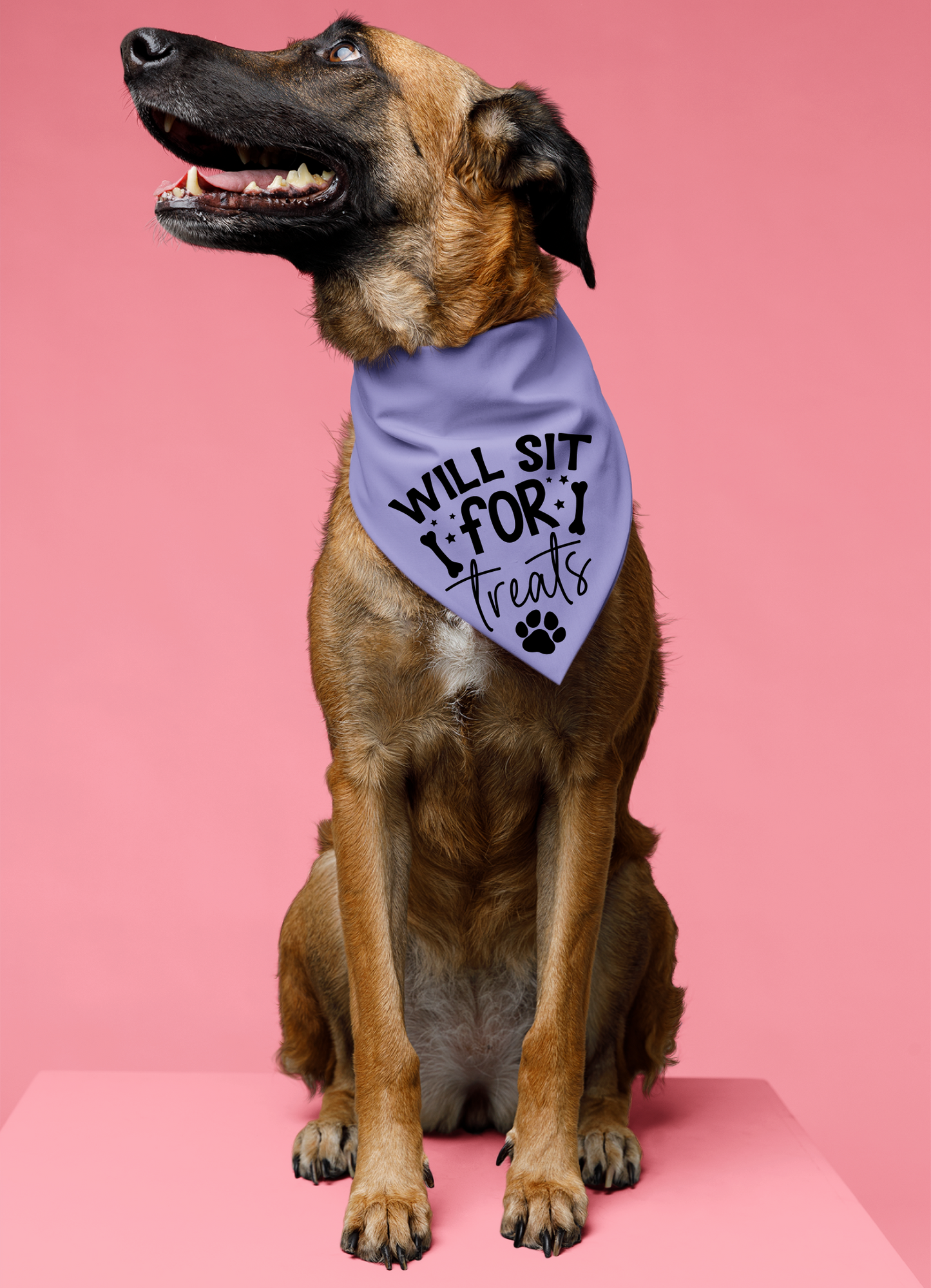 Playful Dog Bandana with Detachable Collar - Will Sit for Treats