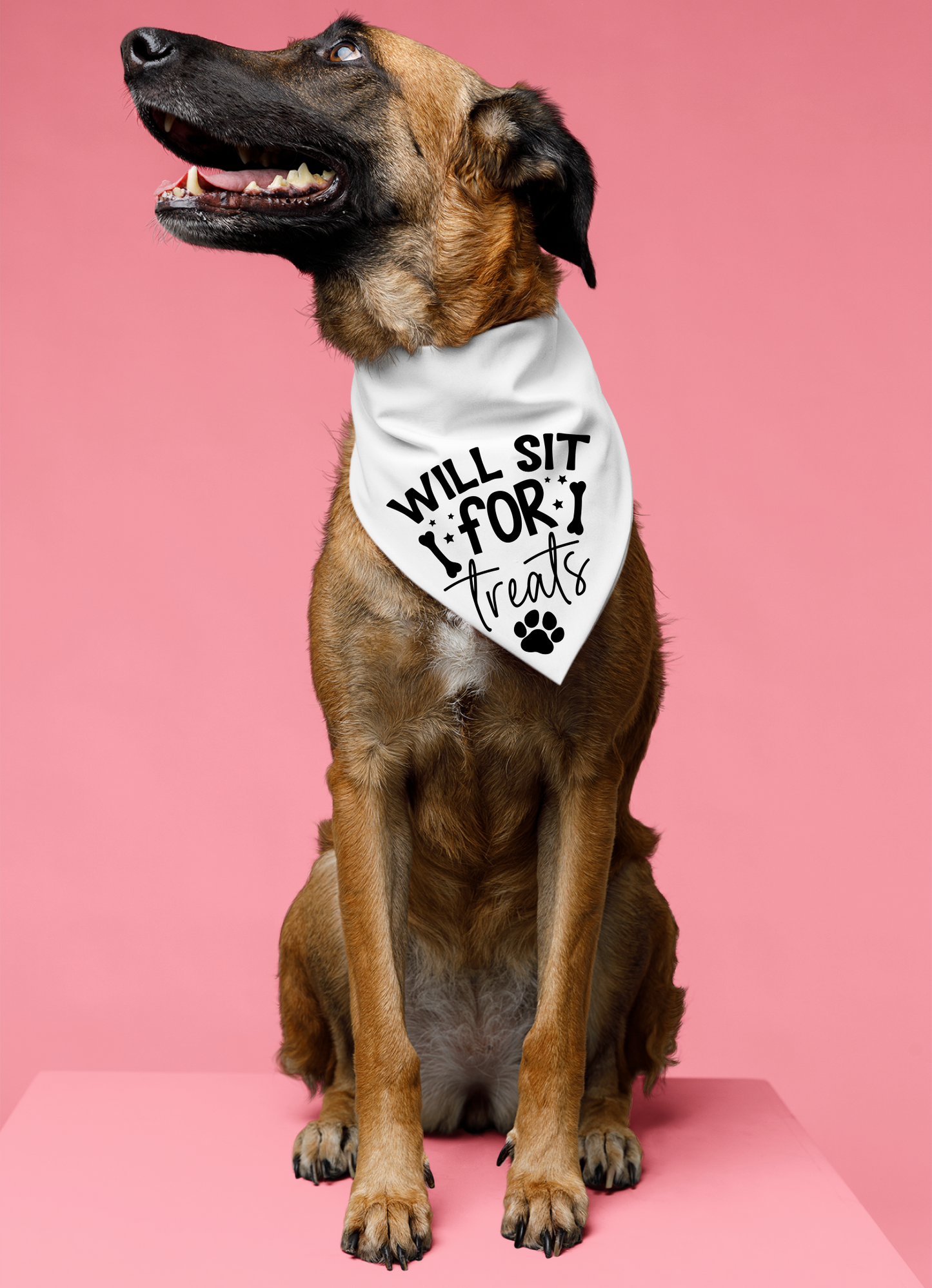 Playful Dog Bandana with Detachable Collar - Will Sit for Treats