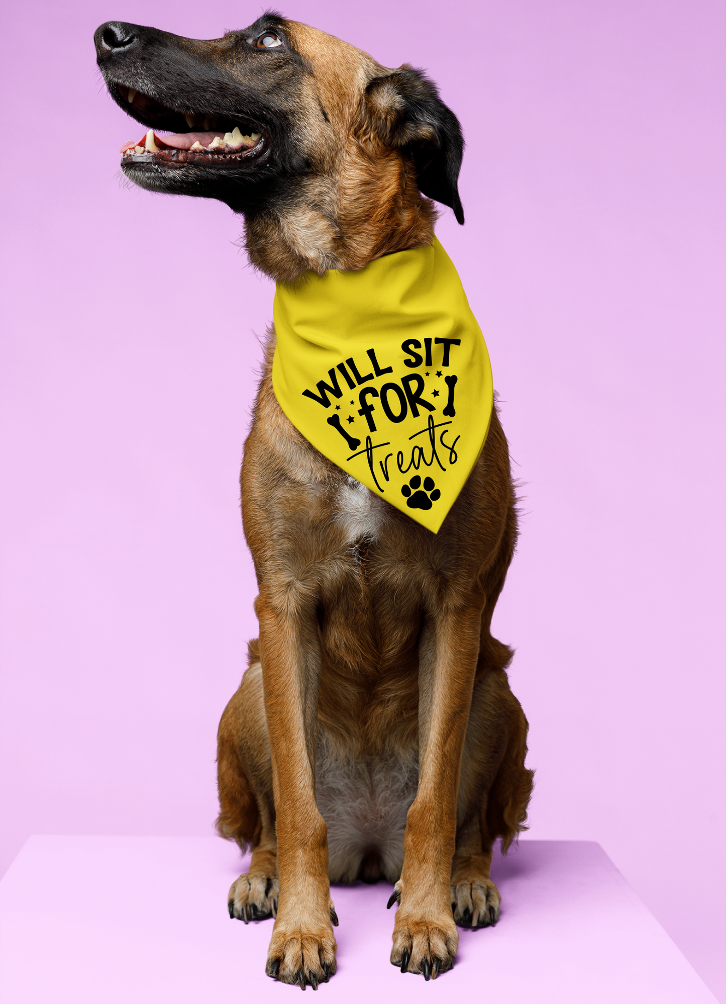 Playful Dog Bandana with Detachable Collar - Will Sit for Treats