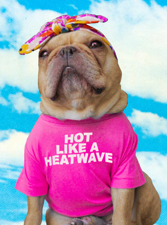 Summer T-shirt for Dogs